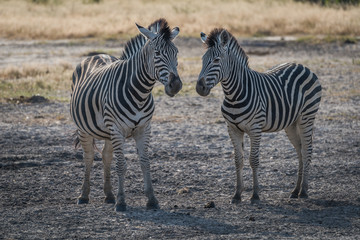 Fototapeta na wymiar Two zebra nose to nose on savannah