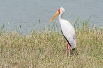 Yellow-billed stork in long grass on riverbank