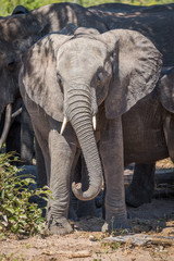 Fototapeta na wymiar Young elephant in herd with twisted trunk