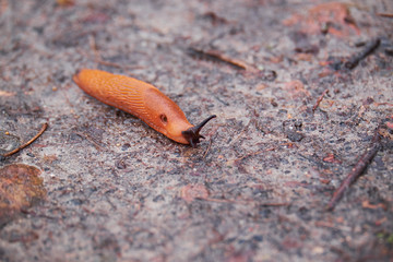 slimy red forest slug crawling on the dirt of a wet forest bottom