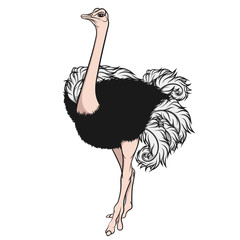 Color illustration of an ostrich. Vector isolated object on a white background.