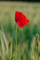 Wild poppy flower with water drops on green background