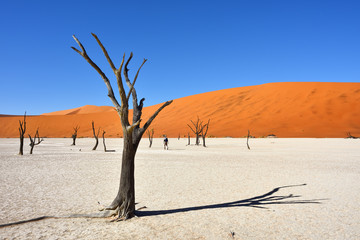 Fototapeta na wymiar Deadvlei, Sossusvlei. Namib-Naukluft National Park, Namibia