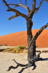 Deadvlei, Sossusvlei. Namib-Naukluft National Park, Namibia