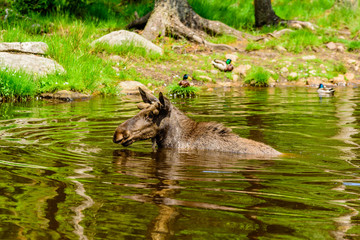 Moose (Alces alces), here a bull is bathing in a forest lake. Most of the body is submerged under water.