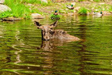 Moose (Alces alces), here a bull is bathing in a forest lake. Most of the body is submerged under water.