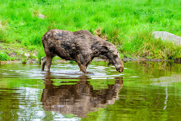 Moose (Alces alces), here a cow is walking into the freshwater lake to cool from the heat of the day.