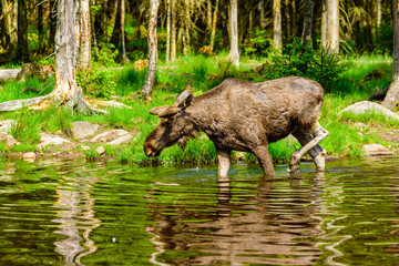 Moose (Alces alces), here a bull is walking in the forest lake close to the shore.