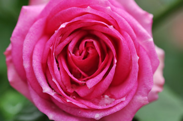 Beautiful Pink Rose Petals With Dew On Them