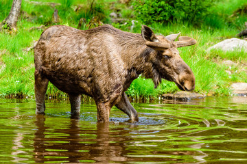 Moose (Alces alces), here a bull is walking in the forest lake close to the shore.