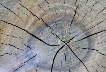 Cross section of a dried, cracked apricot tree