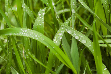Water drops on green grass in the early morning