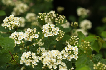 Natural background with branches of white spirea