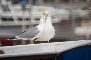 pair of sea gulls
