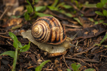 Snail in garden on green grass. It crawl through green grass