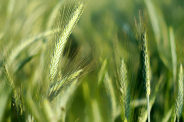 Young green wheat waving in the wind-selective shallow focus to convey motion-bokeh effect