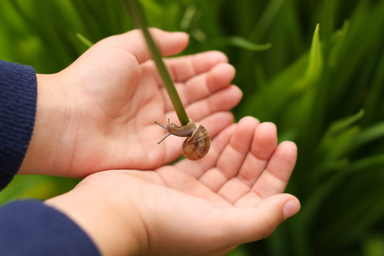 Улиточка на детских ладонях. Snail in the hands of children

