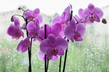 orchid flower against raindrops
