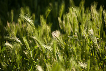 Spikelets in the grass at sunrise. Floral background