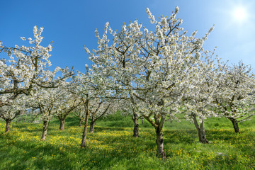 Fototapeta na wymiar Blühende Kirschbäume in einem Obstgarten 