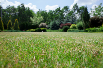 Landscaping in the garden
