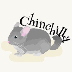 Pets, Gray chinchilla, domestic animals vector illustration white background