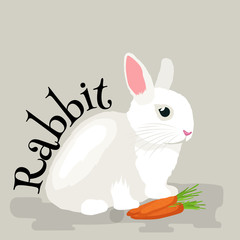 Pets, Domastic animals white rabbit isolated vector illustration background.