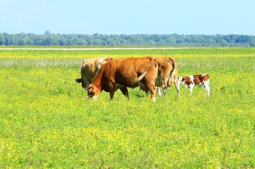 Cows and calf on farm