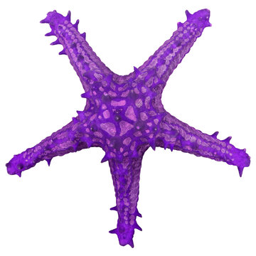 Purple sea star