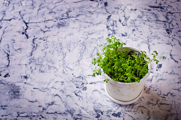 Seedlings of green watercress