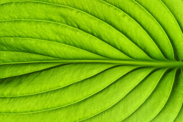 green leaf texture