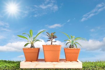 Plants grown in pots small on the green grass for home and garden on beautiful sky background.