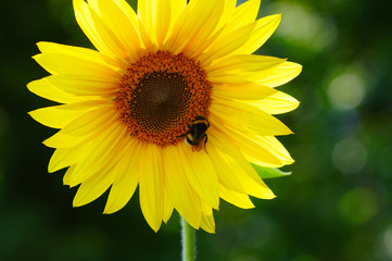 Fototapeta premium Close up of sunflower