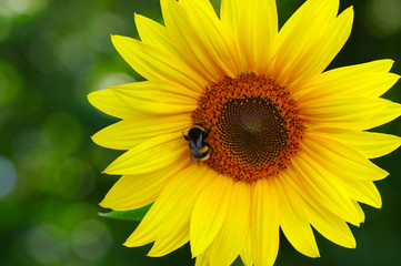 Close up of sunflower