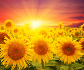 sunflowers and sun