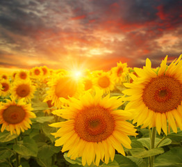 Obraz premium sunflowers and sun