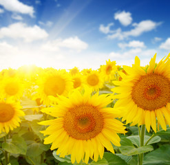 Fototapeta premium sunflowers and sun