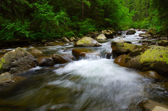 Mountain river in the green forest