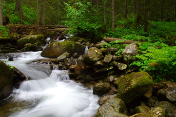 Mountain river in the green forest