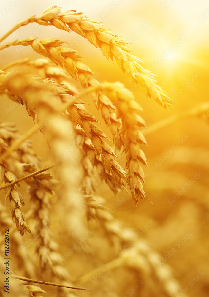 Poster  Wheat field on sun