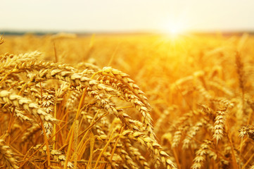  Wheat field on sun
