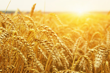  Wheat field on sun