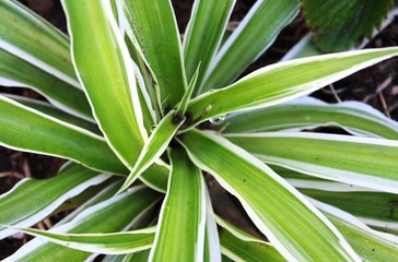 Obraz premium Roof Tiles