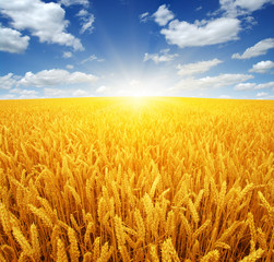 Fototapeta premium wheat field and sun