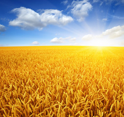 wheat field and sun