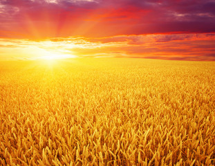 Naklejka premium wheat field and sun