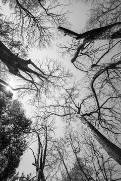 Fototapeta black and white of Sun rays shining through trees ,nature backgr