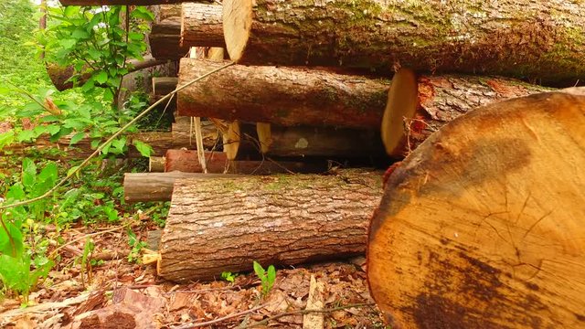 Timber in the forest.