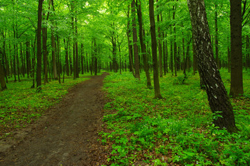 green forest