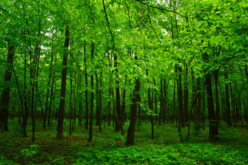 Fototapeta premium beautiful green forest